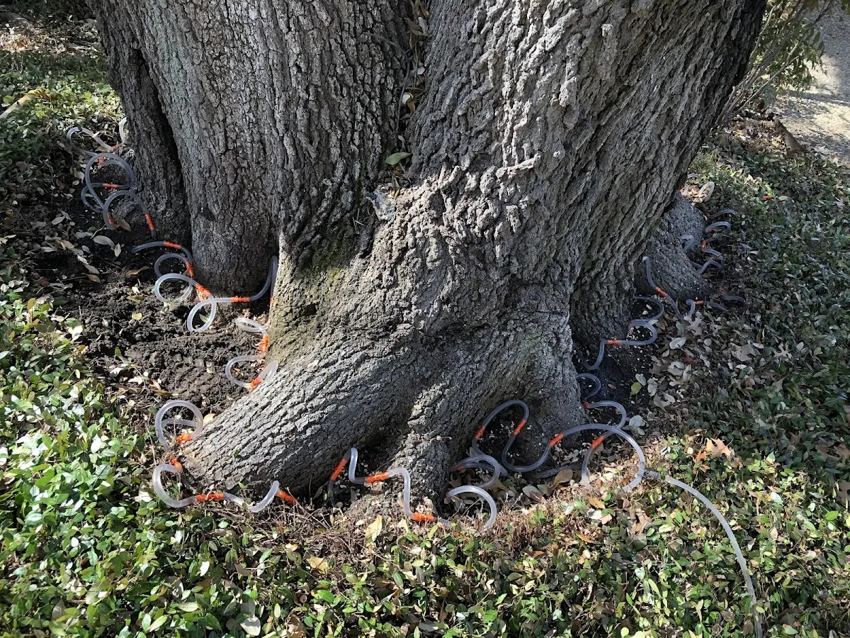 Detailed Tree Cabling and Bracing job site in Kulpmont