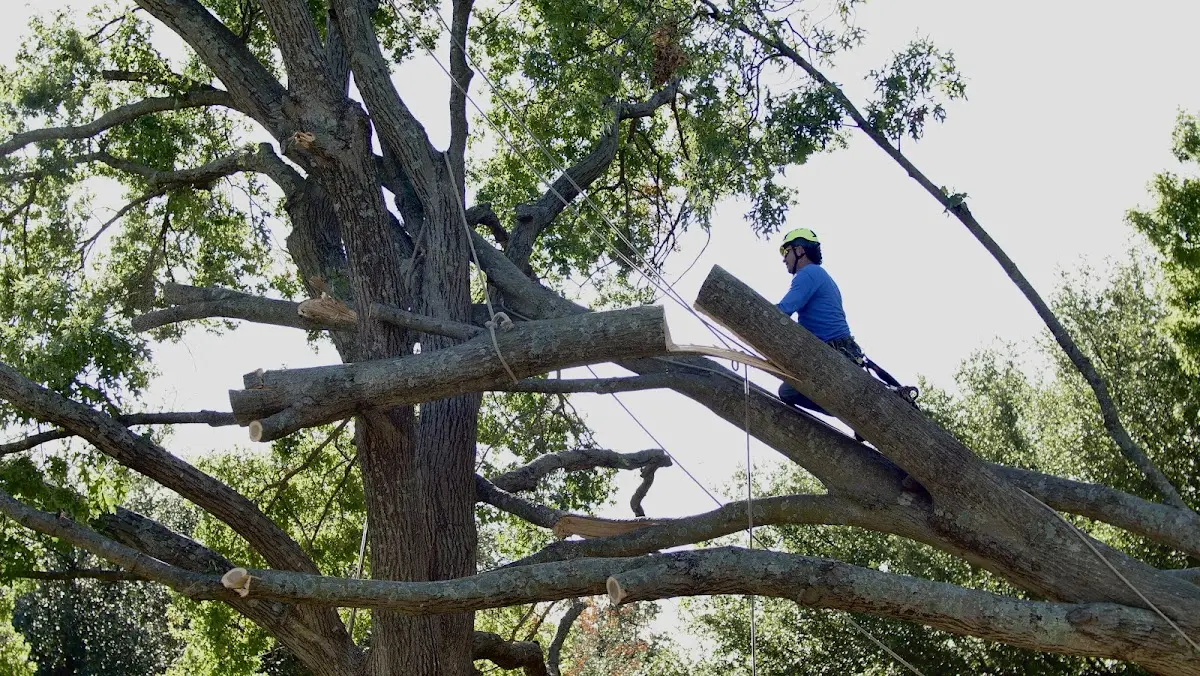 Professional Crown Thinning performed by certified arborists in Kulpmont