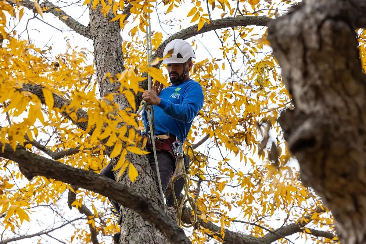 Skilled Storm Damage Cleanup crew working in Kulpmont