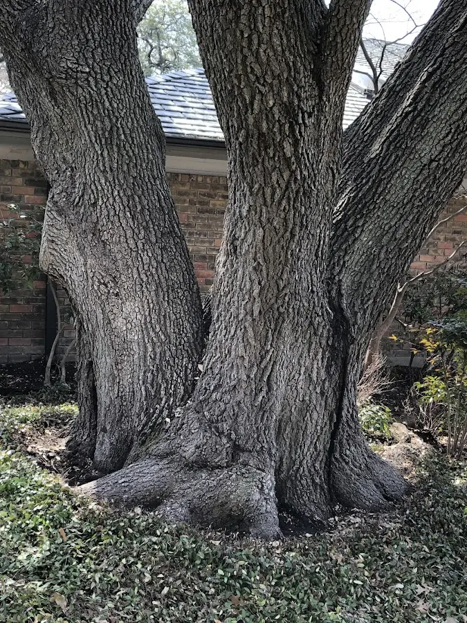Mature heritage tree close to a Kulpmont property cared for by certified arborists
